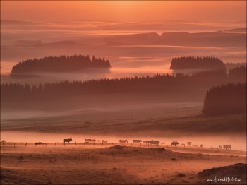 aubrac-troupeau-estives-2006-08-050