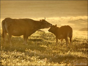 aubrac-vaches-veau-estives-2007-05-010